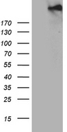 SPAG5 / MAP126 Antibody - HEK293T cells were transfected with the pCMV6-ENTRY control. (Left lane) or pCMV6-ENTRY SPAG5. (Right lane) cDNA for 48 hrs and lysed. Equivalent amounts of cell lysates. (5 ug per lane) were separated by SDS-PAGE and immunoblotted with anti-SPAG5. (1:500)