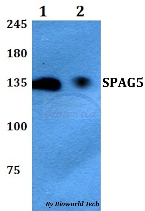 SPAG5 / MAP126 Antibody - Western blot of SPAG5 antibody at 1:500 dilution. Lane 1: HEK293T whole cell lysate. Lane 2: PC12 whole cell lysate.