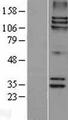 SPAG5 / MAP126 Protein - Western validation with an anti-DDK antibody * L: Control HEK293 lysate R: Over-expression lysate
