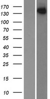 SPAG9 Protein - Western validation with an anti-DDK antibody * L: Control HEK293 lysate R: Over-expression lysate
