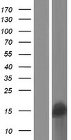 SPANXA2 Protein - Western validation with an anti-DDK antibody * L: Control HEK293 lysate R: Over-expression lysate