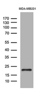 SPANXB1 Antibody - Western blot analysis of extracts. (35ug) from MDA-MB231 cell line by using anti-SPANXB1 monoclonal antibody. (1:500)