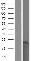 SPANXB2 Protein - Western validation with an anti-DDK antibody * L: Control HEK293 lysate R: Over-expression lysate