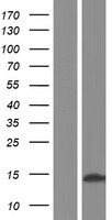 SPANXC / SPANX-C Protein - Western validation with an anti-DDK antibody * L: Control HEK293 lysate R: Over-expression lysate