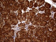 SPANXN3 Antibody - Immunohistochemical staining of paraffin-embedded Human pancreas tissue within the normal limits using anti-SPANXN3 mouse monoclonal antibody. (Heat-induced epitope retrieval by 1mM EDTA in 10mM Tris buffer. (pH8.5) at 120°C for 3 min. (1:2000)