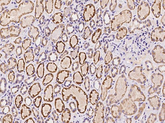 SPANXN4 Antibody - Immunochemical staining of human SPANXN4 in human kidney with rabbit polyclonal antibody at 1:100 dilution, formalin-fixed paraffin embedded sections.