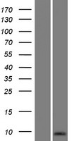 SPANXN5 Protein - Western validation with an anti-DDK antibody * L: Control HEK293 lysate R: Over-expression lysate