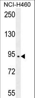 SPARCL1 / Hevin Antibody - SPARCL1 Antibody western blot of NCI-H460 cell line lysates (35 ug/lane). The SPARCL1 antibody detected the SPARCL1 protein (arrow).