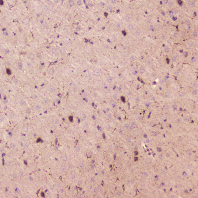 SPARCL1 / Hevin Antibody - IHC analysis of SPARCL1 using anti-SPARCL1 antibody. SPARCL1 was detected in paraffin-embedded section of mouse brain tissue . Heat mediated antigen retrieval was performed in citrate buffer (pH6, epitope retrieval solution) for 20 mins. The tissue section was blocked with 10% goat serum. The tissue section was then incubated with 2?g/ml rabbit anti-SPARCL1 Antibody overnight at 4?C. Biotinylated goat anti-rabbit IgG was used as secondary antibody and incubated for 30 minutes at 37?C. The tissue section was developed using Strepavidin-Biotin-Complex (SABC) with DAB as the chromogen.