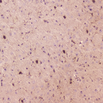 SPARCL1 / Hevin Antibody - IHC testing of FFPE mouse brain with SPARCL1 antibody at 2ug/ml. HIER: boil tissue sections in pH6, 10mM citrate buffer, for 10-20 min followed by cooling at RT for 20 min.