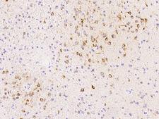 SPARCL1 / Hevin Antibody - Immunochemical staining of human SPARCL1 in human brain with rabbit polyclonal antibody at 1:2000 dilution, formalin-fixed paraffin embedded sections.