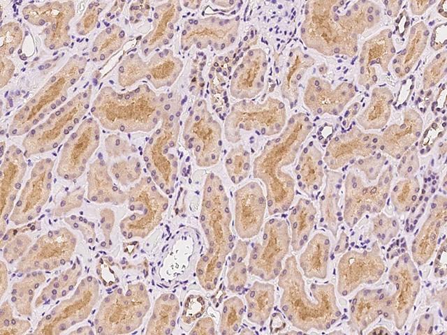 Spastic / GLRB Antibody - Immunochemical staining of human GLRB in human kidney with rabbit polyclonal antibody at 1:100 dilution, formalin-fixed paraffin embedded sections.