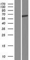 Spastin Protein - Western validation with an anti-DDK antibody * L: Control HEK293 lysate R: Over-expression lysate
