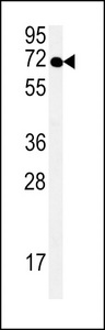 SPATA13 Antibody - SPT13 Antibody western blot of HeLa cell line lysates (35 ug/lane). The SPT13 antibody detected the SPT13 protein (arrow).