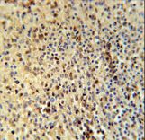 SPATA13 Antibody - SPT13 Antibody immunohistochemistry of formalin-fixed and paraffin-embedded human spleen tissue followed by peroxidase-conjugated secondary antibody and DAB staining.