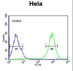 SPATA13 Antibody - SPT13 Antibody flow cytometry of HeLa cells (right histogram) compared to a negative control cell (left histogram). FITC-conjugated goat-anti-rabbit secondary antibodies were used for the analysis.