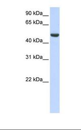SPATA17 / IQCH Antibody - Fetal brain lysate. Antibody concentration: 1.0 ug/ml. Gel concentration: 12%.  This image was taken for the unconjugated form of this product. Other forms have not been tested.