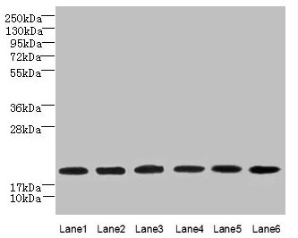 SPATA19 Antibody - Western blot All lanes: SPATA19 antibody at 1µg/ml Lane 1: MCF-7 whole cell lysate Lane 2: Hela whole cell lysate Lane 3: HepG2 whole cell lysate Lane 4: MDA-MB-231 whole cell lysate Lane 5: A549 whole cell lysate Lane 6: Mouse liver tissue Secondary Goat polyclonal to rabbit IgG at 1/10000 dilution Predicted band size: 19 kDa Observed band size: 19 kDa