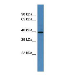 SPATA2 Antibody - Western blot of Human HCT15. SPATA2 antibody dilution 1.0 ug/ml.  This image was taken for the unconjugated form of this product. Other forms have not been tested.
