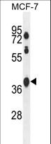SPATA2L Antibody - SPATA2L Antibody western blot of MCF-7 cell line lysates (35 ug/lane). The SPATA2L antibody detected the SPATA2L protein (arrow).