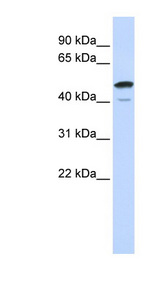 SPATA2L Antibody - SPATA2L antibody Western blot of Fetal Brain lysate. This image was taken for the unconjugated form of this product. Other forms have not been tested.