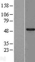 SPATA2L Protein - Western validation with an anti-DDK antibody * L: Control HEK293 lysate R: Over-expression lysate