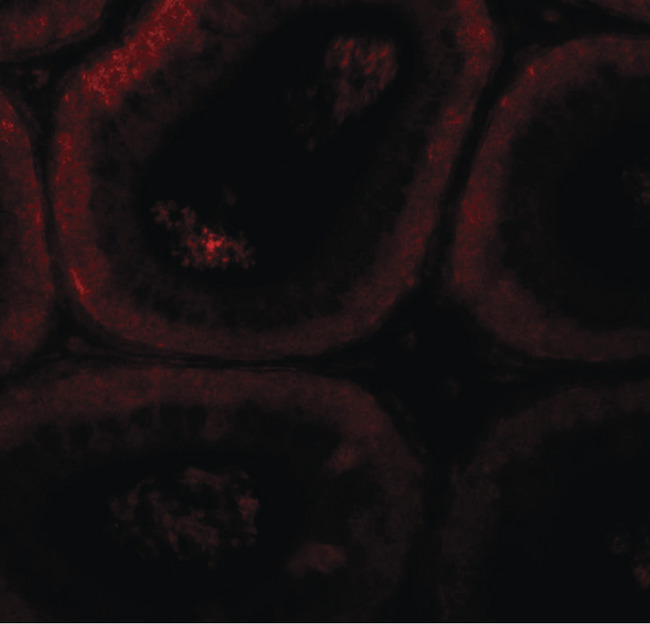 SPATA3 / ASARG1 Antibody - Immunofluorescence of SPATA3 in mouse testis tissue with SPATA3 antibody at 20 ug/ml.
