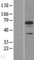 SPATA32 Protein - Western validation with an anti-DDK antibody * L: Control HEK293 lysate R: Over-expression lysate