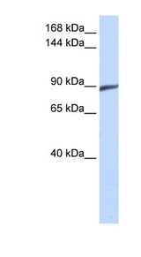 SPATA5 Antibody - SPATA5 antibody Western blot of 293T cell lysate. This image was taken for the unconjugated form of this product. Other forms have not been tested.