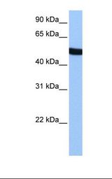 SPATA6 / SRF-1 Antibody - HepG2 cell lysate. Antibody concentration: 1.0 ug/ml. Gel concentration: 12%.  This image was taken for the unconjugated form of this product. Other forms have not been tested.