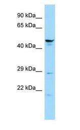 SPATA6 / SRF-1 Antibody - SPATA6 / SRF-1 antibody Western Blot of Rat Testis.  This image was taken for the unconjugated form of this product. Other forms have not been tested.