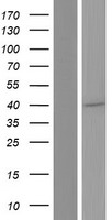 SPATA6L Protein - Western validation with an anti-DDK antibody * L: Control HEK293 lysate R: Over-expression lysate