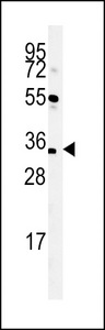 SPATC1L / C21orf56 Antibody - Western blot of CU056 Antibody in mouse liver tissue lysates (35 ug/lane). CU056 (arrow) was detected using the purified antibody.
