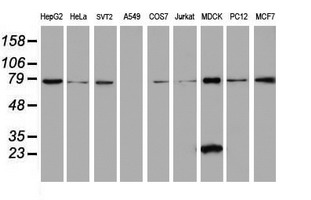 SPATC1L / C21orf56 Antibody - Western blot of extracts (35 ug) from 9 different cell lines by using g anti-C21orf56 monoclonal antibody (HepG2: human; HeLa: human; SVT2: mouse; A549: human; COS7: monkey; Jurkat: human; MDCK: canine; PC12: rat; MCF7: human).