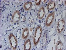 SPATC1L / C21orf56 Antibody - IHC of paraffin-embedded Human Kidney tissue using anti-C21orf56 mouse monoclonal antibody.