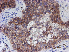 SPATC1L / C21orf56 Antibody - IHC of paraffin-embedded Human pancreas tissue using anti-C21orf56 mouse monoclonal antibody.