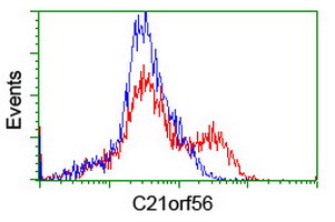 SPATC1L / C21orf56 Antibody - HEK293T cells transfected with either overexpress plasmid (Red) or empty vector control plasmid (Blue) were immunostained by anti-C21orf56 antibody, and then analyzed by flow cytometry.