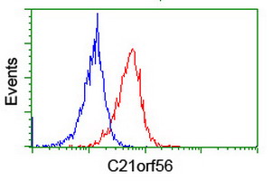 SPATC1L / C21orf56 Antibody - Flow cytometry of Jurkat cells, using anti-C21orf56 antibody (Red), compared to a nonspecific negative control antibody (Blue).