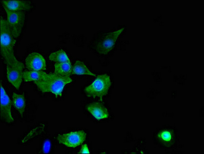 SPATC1L / C21orf56 Antibody - Immunofluorescent analysis of U251 cells using SPATC1L Antibody at dilution of 1:100 and Alexa Fluor 488-congugated AffiniPure Goat Anti-Rabbit IgG(H+L)