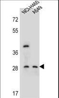 SPATS1 Antibody - SPATS1 Antibody western blot of NCI-H460,A549 cell line lysates (35 ug/lane). The SPATS1 antibody detected the SPATS1 protein (arrow).
