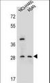 SPATS1 Antibody - SPATS1 Antibody western blot of NCI-H460,A549 cell line lysates (35 ug/lane). The SPATS1 antibody detected the SPATS1 protein (arrow).