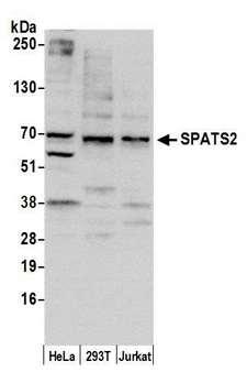 SPATS2 Antibody - Detection of human SPATS2 by western blot. Samples: Whole cell lysate (10 µg) from HeLa, HEK293T, and Jurkat cells prepared using NETN lysis buffer. Antibody: Affinity purified rabbit anti-SPATS2 antibody used for WB at 0.4 µg/ml. Detection: Chemiluminescence with an exposure time of 30 seconds.