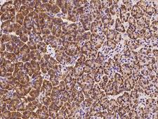 SPATS2 Antibody - Immunochemical staining of human SPATS2 in human pancreas with rabbit polyclonal antibody at 1:100 dilution, formalin-fixed paraffin embedded sections.