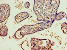 SPATS2L Antibody - Immunohistochemistry of paraffin-embedded human placenta tissue using antibody at 1:100 dilution.  This image was taken for the unconjugated form of this product. Other forms have not been tested.
