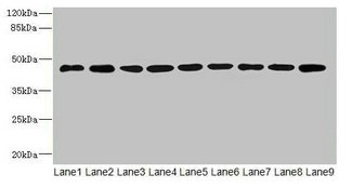 SPATS2L Antibody - Western blot All lanes: SH3GLB2 protein antibody at 1µg/ml Lane 1: Hela whole cell lysate Lane 2: Mouse gonadal tissue Lane 3: Mouse lung tissue Lane 4: U87 whole cell lysate Lane 5: THP-1 whole cell lysate Lane 6: A549 whole cell lysate Lane 7: MCF-7 whole cell lysate Lane 8: Mouse liver tissue Lane 9: A431 whole cell lysate Secondary Goat polyclonal to rabbit IgG at 1/10000 dilution Predicted band size: 44, 45 kDa Observed band size: 44 kDa