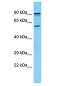 SPATS2L Antibody - SPATS2L antibody Western Blot of HeLa. Antibody dilution: 1 ug/ml.  This image was taken for the unconjugated form of this product. Other forms have not been tested.