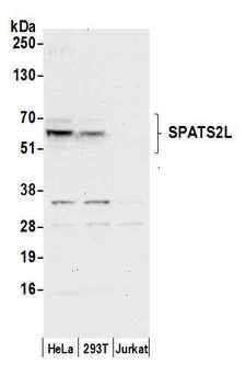 SPATS2L Antibody - Detection of human SPATS2L by western blot. Samples: Whole cell lysate (50 µg) from HeLa, HEK293T, and Jurkat cells prepared using NETN lysis buffer. Antibody: Affinity purified rabbit anti-SPATS2L antibody used for WB at 0.1 µg/ml. Detection: Chemiluminescence with an exposure time of 30 seconds.