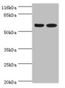 SPATS2L Antibody - Western blot All lanes: SPATS2L antibody at 8µg/ml Lane 1: CEM whole cell lysate Lane 2: HepG2 whole cell lysate Secondary Goat polyclonal to rabbit IgG at 1/10000 dilution Predicted band size: 62, 55, 66, 63 kDa Observed band size: 62 kDa