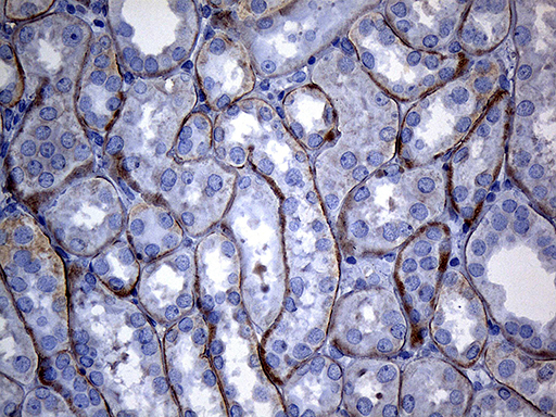SPC18 / SEC11A Antibody - Immunohistochemical staining of paraffin-embedded Human Kidney tissue within the normal limits using anti-SEC11A mouse monoclonal antibody. (Heat-induced epitope retrieval by 1mM EDTA in 10mM Tris buffer. (pH8.5) at 120°C for 3 min. (1:150)