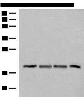 SPC18 / SEC11A Antibody - Western blot analysis of TM4 HEPG2 and A549 cell Mouse liver tissue lysates  using SEC11A Polyclonal Antibody at dilution of 1:300